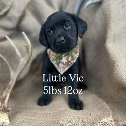 Little Vic - Black male Labrador Retriever puppy in Puyallup, Washington from 12 Door Farm Labradors