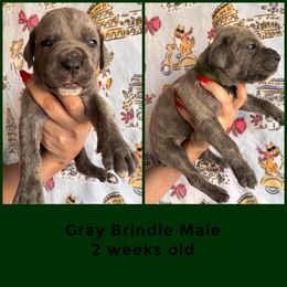 Bruce - Gray brindle male Cane Corso puppy in Compton, California from Urban League Cane Corso