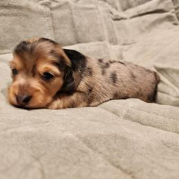 Oliver - Dapple male Dachshund puppy in Strafford, Missouri from LL Weens