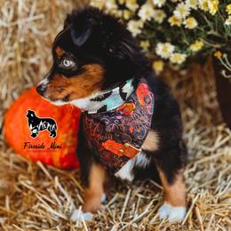 Miniature Australian Shepherd and Toy Australian Shepherd Puppies from Fireside Toy & Mini Aussies