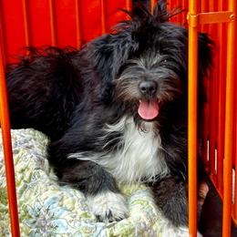 Absolute de La Rive - Black male Pyrenean Shepherd puppy in Ripley, Ohio from La Rive Pyr Sheps LLC