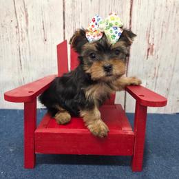 Vera TEACUP - Black and tan female Yorkshire Terrier puppy in Monticello, Iowa from Ashley’s Puppies