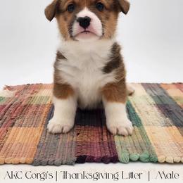 Sweet Potato - Red male Pembroke Welsh Corgi puppy in Pine Village, Indiana from NL Horsemanship