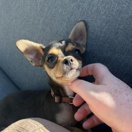Viper - Black and tan female Chihuahua puppy in Alvord, Texas from Gift of Gods Favor