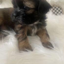 Shih Tzu Puppies from Riley Family Kennel