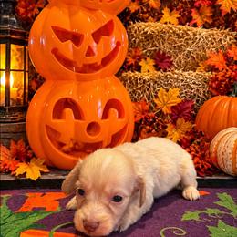 Casper - Cream male Dachshund puppy in Hudson, Michigan from Mittentail Kennel Miniature Dachshunds & Australian Shepherds