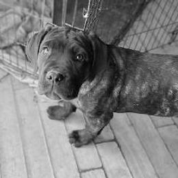 Cane Corso Puppies from Castlescorsos