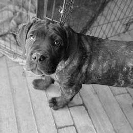 Cane Corso Puppies from Castlescorsos