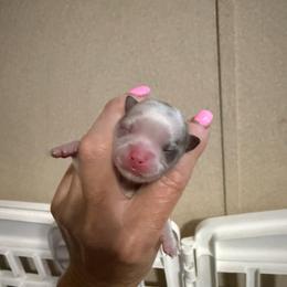 Willow - Merle female Chihuahua puppy in Dime Box, Texas from Color Me Crazy Chihuahuas