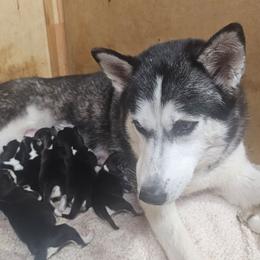 Oreo - Black tan and white male Siberian Husky puppy in Springfield, Massachusetts from 16acreshuskies