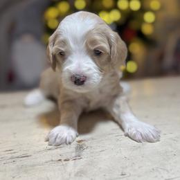 Chili (Orange) - female Golden Mountain Doodle puppy in Twin Falls, Idaho from Magic Valley Family Doodles