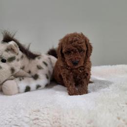 Fisher (AKC) - Red  male Poodle puppy in Rainbow City, Alabama from Spinks Poodles