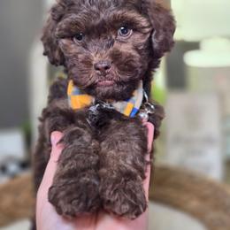 Brownie - Brown male Shihpoo puppy in Hartville, Missouri from Petty Paws