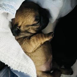 French Bulldog Puppies from Stratton Kennel
