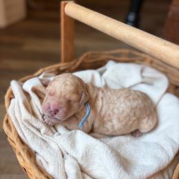 Cider - Cream male Goldendoodle puppy in Beech Bluff, Tennessee from White Oak Kennel