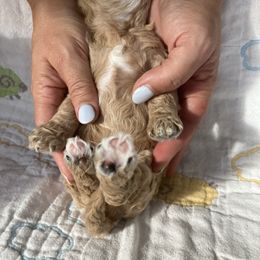 Goldendoodle Puppies from Cassie Farms