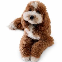 Lady - Goldendoodle