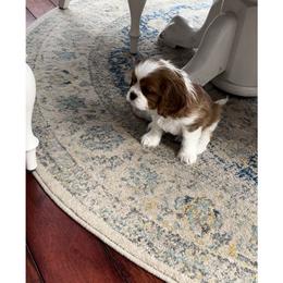 Cavalier King Charles Spaniel puppies from Whiteriver Cavaliers