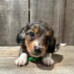 Scout - Dapple male Dachshund puppy in South Willard, Utah from Doxies in the Sun