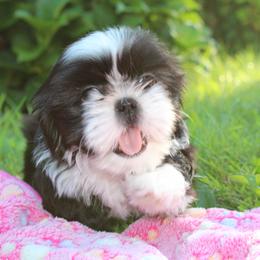 Shih Tzu Puppies from Home Brew Shih Tzu