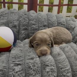 Isabella Longhair Female - Fawn (Isabella) female Dachshund puppy in Killeen, Texas from Southern Dachshunds