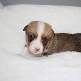 Hershey - Red male Pembroke Welsh Corgi puppy in Paradise, Texas from Corgis in Paradise