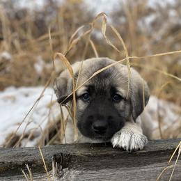 Anatolian Shepherd Dog Puppies from Wild Rooster Family Farm – AKC Anatolian Shepherd Breeder, OFA Health Tested