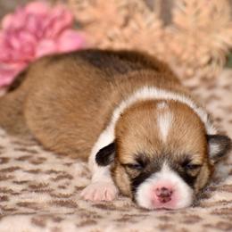 Rose - Red female Pembroke Welsh Corgi puppy in East Canton, Ohio from Victorian Farms