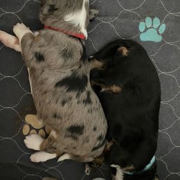 Aussiedoodle and Miniature Australian Shepherd Puppies from Saguaro Jasper Aussiedoodles