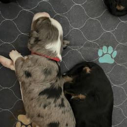 Aussiedoodle and Miniature Australian Shepherd Puppies from Saguaro Jasper Aussiedoodles