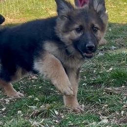 Ducky - Black and tan male German Shepherd puppy in Yuba City, California from Barton’s German Shepherds