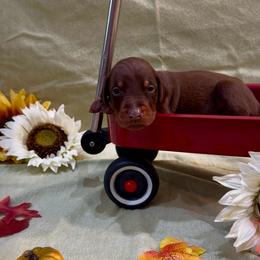 Red boy - Red and rust male Doberman Pinscher puppy in Mansfield, Georgia from Marbendale’s Doberman