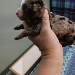 Blue Girl - Merle female Bernedoodle puppy in Kimberly, Idaho from Wizardwood Doodles