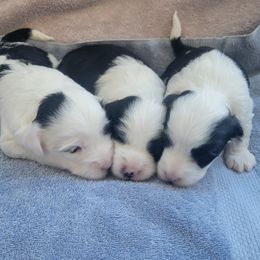 Tibetan Terrier puppies from Dzine Tibetan Terriers