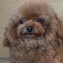 Poodles from Orel Toy & Miniature Poodles