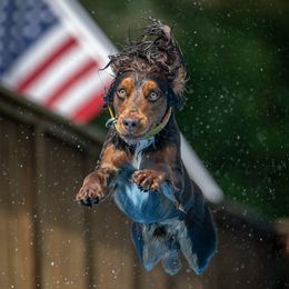 Marvel - English Cocker Spaniel