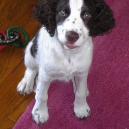English Springer Spaniel All Grown Up from Sandhill Kennel