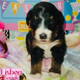 Lisbon - Tri-color female Bernedoodle puppy in Beecher, Illinois from Erica’s Doodles