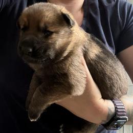 Sable Female 3 - Sable female German Shepherd puppy in Tafton, Pennsylvania from Pocono GSD