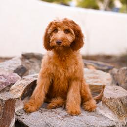 Patsy - Red female Irish Doodle puppy in Tucson, Arizona from Sun Valley Goldendoodles