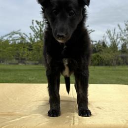 Silken Windhound Puppies from Luminous Silken Windhounds