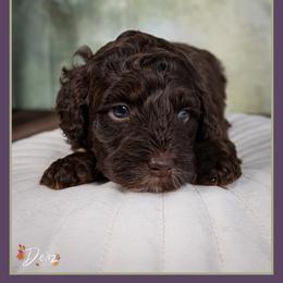 Everret - Brown male Cockapoo puppy in Connersville, Indiana from Deaz Doodle Ranch