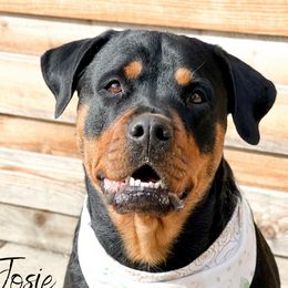 Josie - Rottweiler