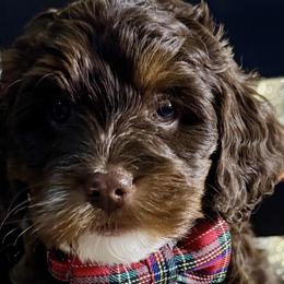 Goldendoodles from RVA DOODLES, LLC