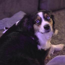 Skye - Miniature Australian Shepherd