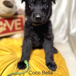 Girl 3 - German Shepherd puppy from Dunkelheit zu Licht German Shepherd K9