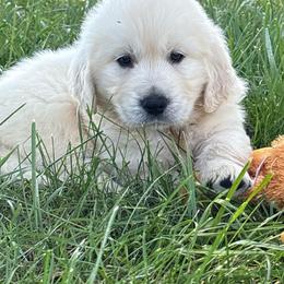 Dandy - Light golden female Golden Retriever puppy in Grant County, Indiana from On The Sunny Side Pavey Farms