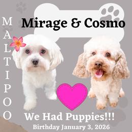 Maltipoo puppies from Toy Poodle & Maltipoo Maui