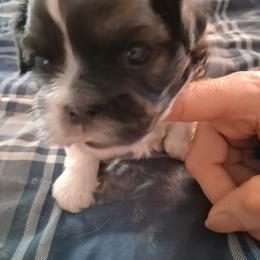 Charlie - Gold and white male Shih Tzu puppy in Lake Worth, Florida from Shih Tzu Cottage