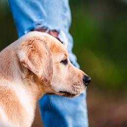 Labrador Retriever Puppies from BAK Forty Ranch